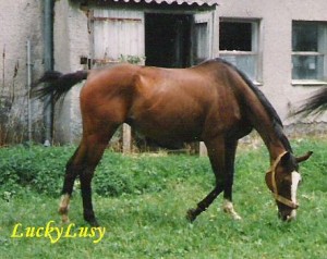Obrazek